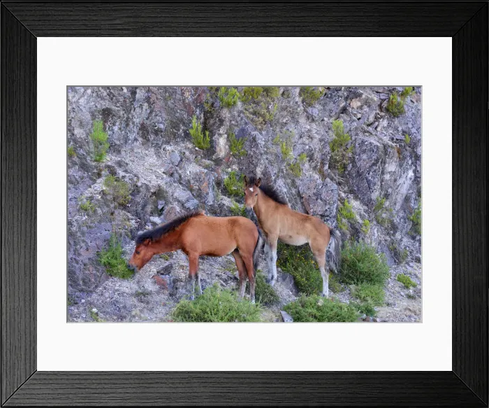 Framed Print : Cubs of the Garrano. It is an Iberian horse, specific to the Peneda Geres National Park Framed Print : Cubs of the Garrano. It is an Iberian horse, specific to the Peneda Geres National Park