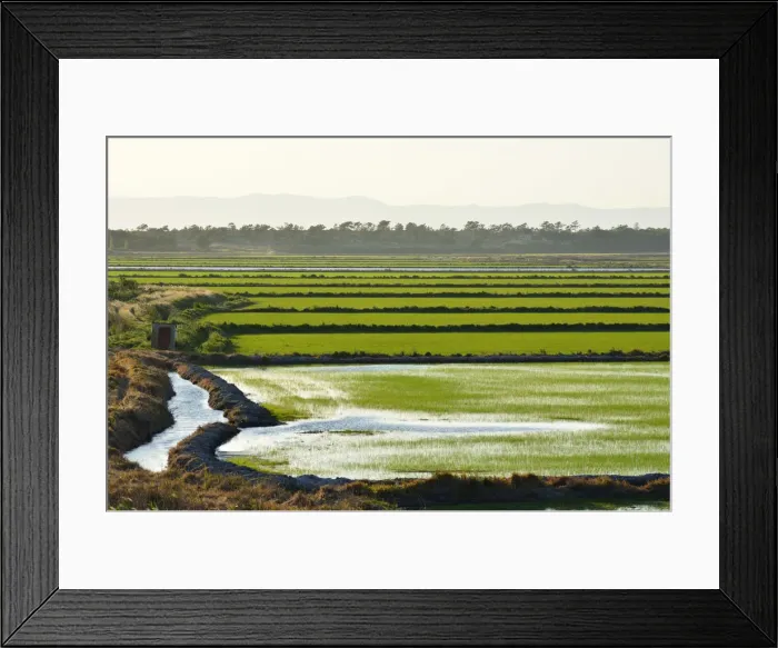 Framed Print : Rice fields. Comporta, Alentejo, Portugal Framed Print : Rice fields. Comporta, Alentejo, Portugal