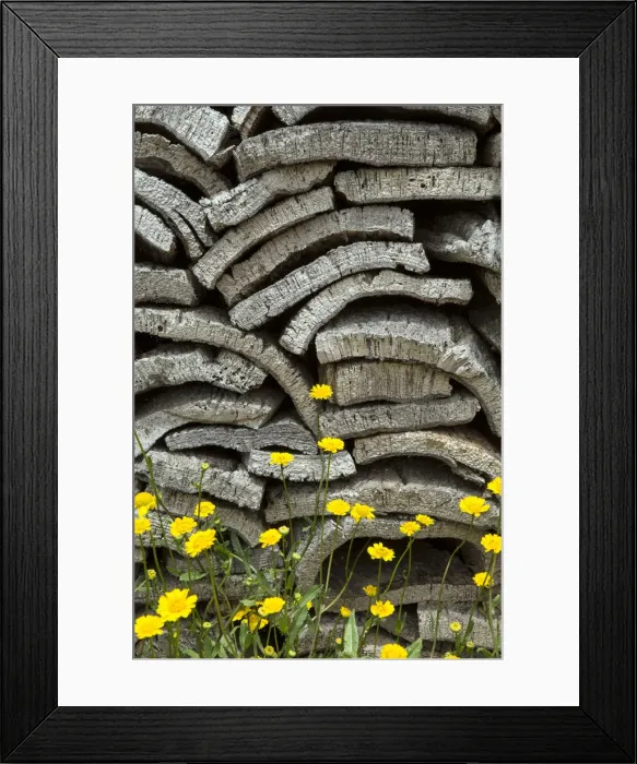 Framed Print : Europe, Portugal, Alentejo, cork oak bark Framed Print : Europe, Portugal, Alentejo, cork oak bark