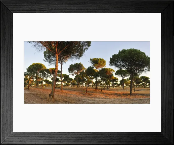 Framed Print : Stone pine forest, Comporta. Alentejo, Portugal Framed Print : Stone pine forest, Comporta. Alentejo, Portugal