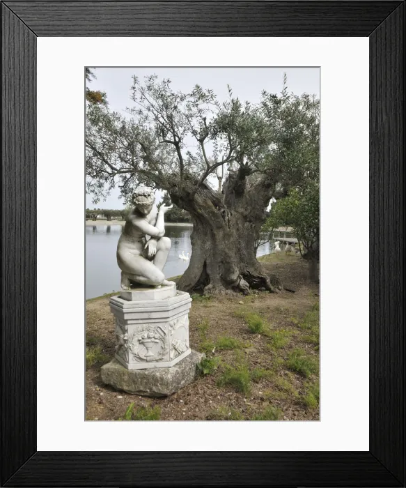 Framed Print : Olive trees that were planted by the romans, 2300 years ago, belonging to Bacalhoa Wines Framed Print : Olive trees that were planted by the romans, 2300 years ago, belonging to Bacalhoa Wines
