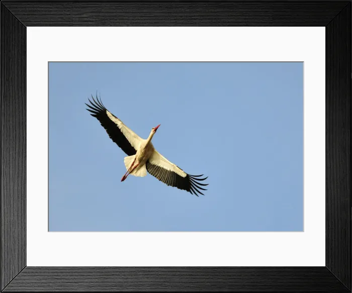 Framed Print : Stork. Sudoeste Alentejano and Costa Vicentina Nature Park, in the south of Portugal Framed Print : Stork. Sudoeste Alentejano and Costa Vicentina Nature Park, in the south of Portugal