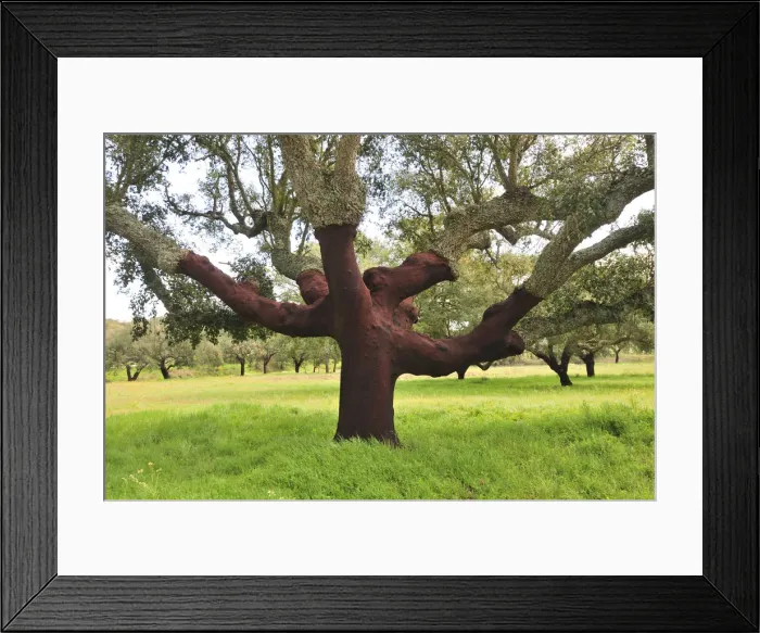 Framed Print : A century old cork tree in the Herdade de Monte Novo de Palma. Alentejo, Portugal Framed Print : A century old cork tree in the Herdade de Monte Novo de Palma. Alentejo, Portugal