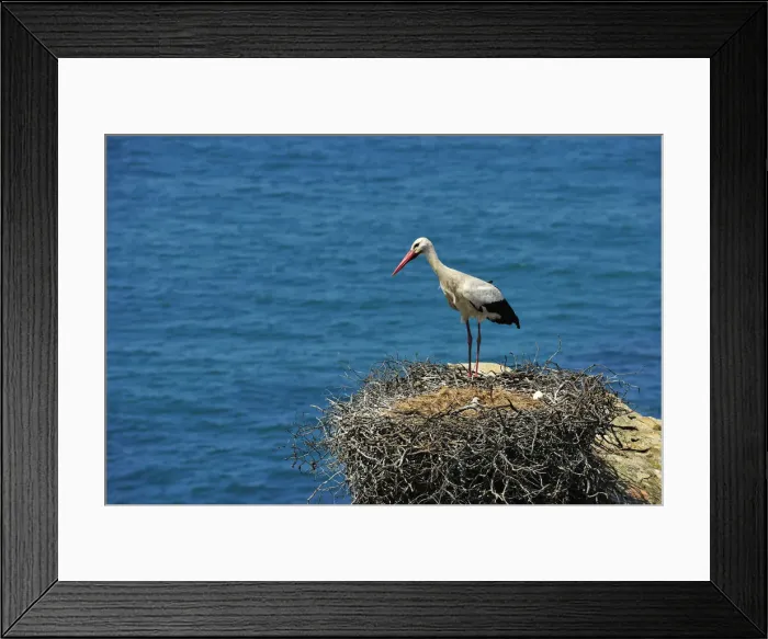 Framed Print : Stork with cubs in the spring. Sudoeste Alentejano and Costa Vicentina Nature Park Framed Print : Stork with cubs in the spring. Sudoeste Alentejano and Costa Vicentina Nature Park