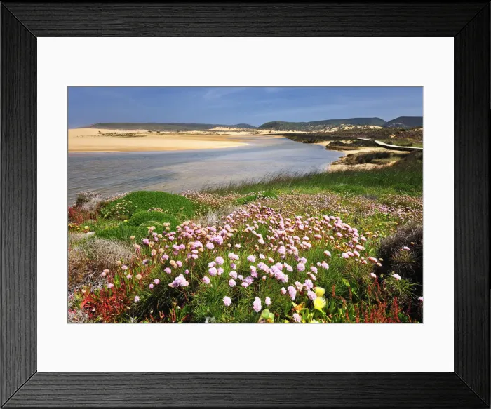 Framed Print : Armeria pungens blossom. Bordeira, Algarve Framed Print : Armeria pungens blossom. Bordeira, Algarve