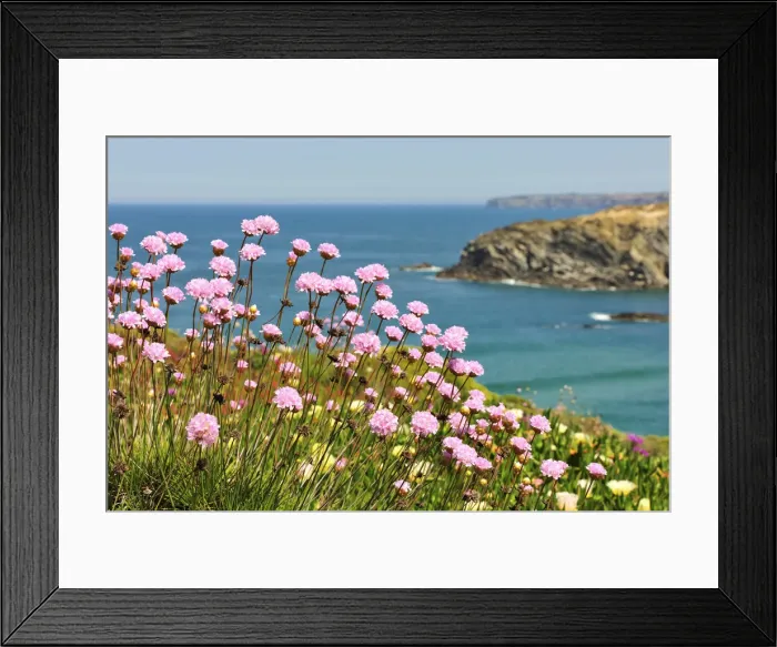 Framed Print : Armeria pungens blossom. Zambujeira do Mar Framed Print : Armeria pungens blossom. Zambujeira do Mar