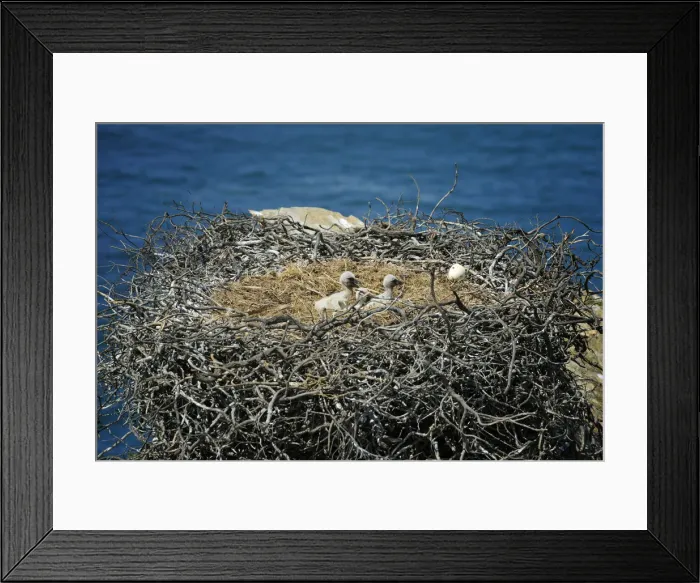 Framed Print : Storks cubs. Sudoeste Alentejano and Costa Vicentina Nature Park, in the south Framed Print : Storks cubs. Sudoeste Alentejano and Costa Vicentina Nature Park, in the south