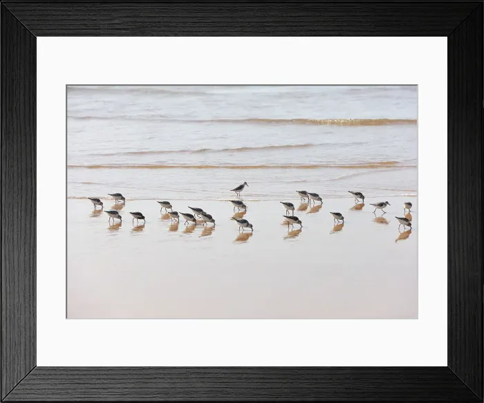 Framed Print : Sanderlings in Bordeira beach. Carrapateira, Algarve. Portugal Framed Print : Sanderlings in Bordeira beach. Carrapateira, Algarve. Portugal