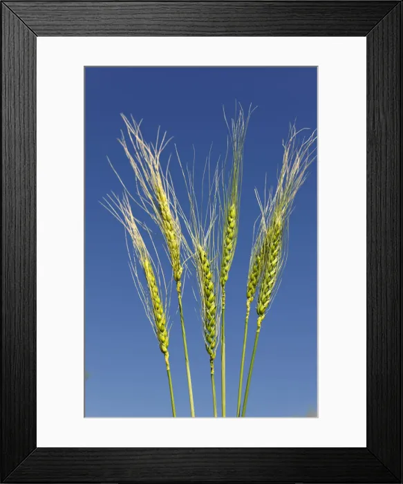 Framed Print : Wheat Framed Print : Wheat
