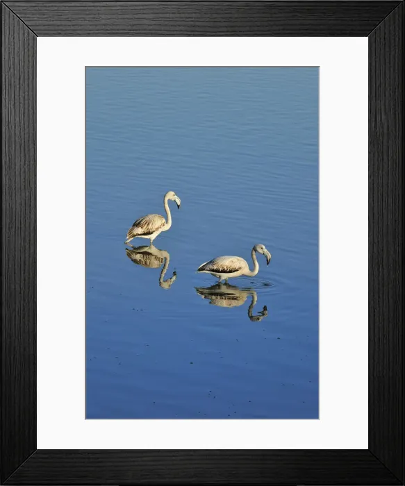 Framed Print : Flamingos (Phoenicopterus roseus) in the marshes of the Sado Estuary Nature Reserve Framed Print : Flamingos (Phoenicopterus roseus) in the marshes of the Sado Estuary Nature Reserve