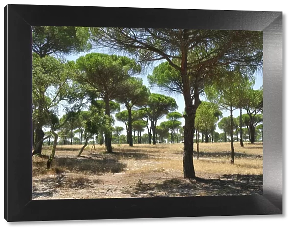 Stone pine forest, Comporta. Alentejo, Portugal