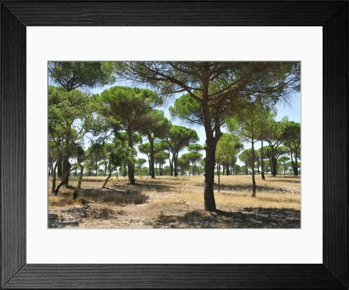 Framed Print : Stone pine forest, Comporta. Alentejo, Portugal Framed Print : Stone pine forest, Comporta. Alentejo, Portugal