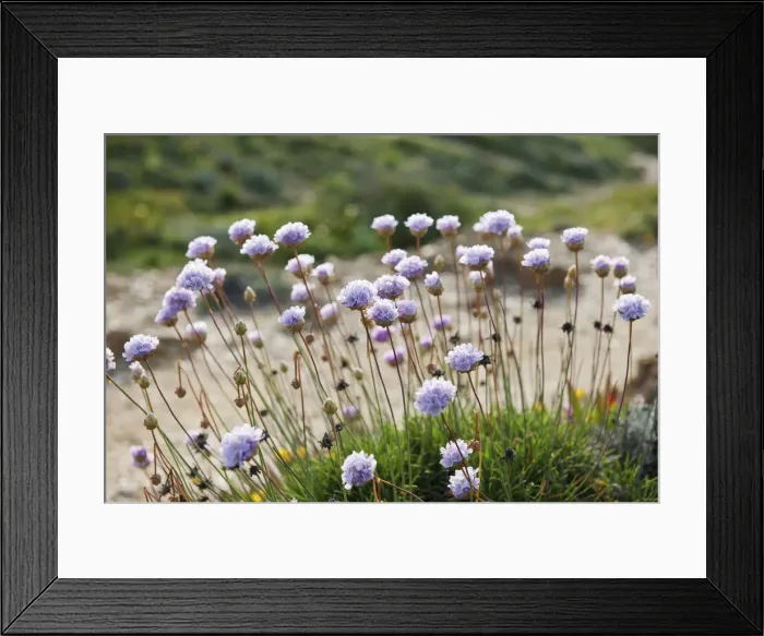 Framed Print : Armeria pungens blossom. Cape Sardao, Sudoeste Alentejano and Costa Vicentina Nature Park Framed Print : Armeria pungens blossom. Cape Sardao, Sudoeste Alentejano and Costa Vicentina Nature Park