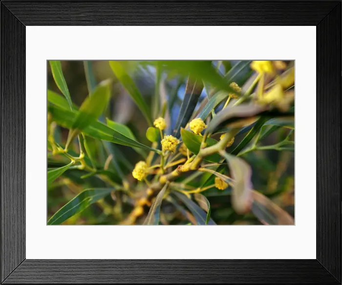 Framed Print : Eucalyptus, Algarve, Portugal Framed Print : Eucalyptus, Algarve, Portugal
