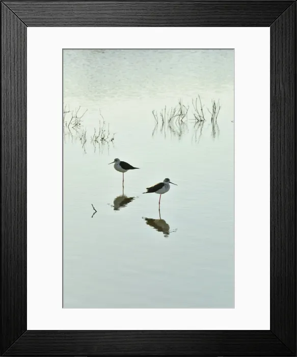 Framed Print : Black-winged Stilt (Himantopus himantopus) in the marshes of the Sado Estuary Nature Framed Print : Black-winged Stilt (Himantopus himantopus) in the marshes of the Sado Estuary Nature