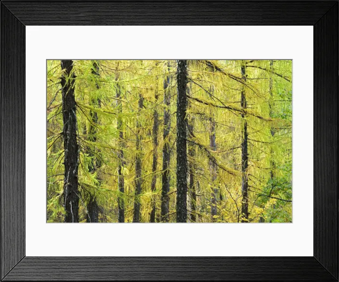 Framed Print : Larch trees forest in Autumn time. Serra da Estrela Nature Park, Portugal Framed Print : Larch trees forest in Autumn time. Serra da Estrela Nature Park, Portugal