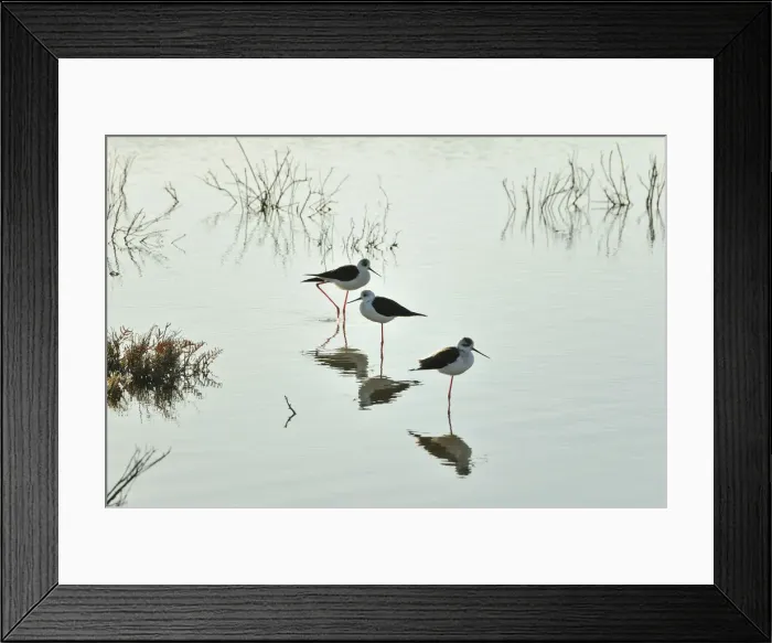 Framed Print : Black-winged Stilt (Himantopus himantopus) in the marshes of the Sado Estuary Nature Framed Print : Black-winged Stilt (Himantopus himantopus) in the marshes of the Sado Estuary Nature