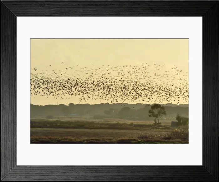 Framed Print : A huge flock of Glossy Ibis (Plegadis falcinellus) flying over a rice field Framed Print : A huge flock of Glossy Ibis (Plegadis falcinellus) flying over a rice field