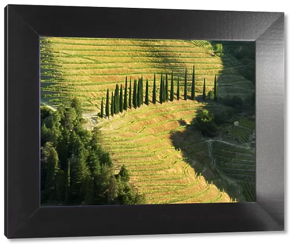Portugal, Douro, Terraced vineyards and trees