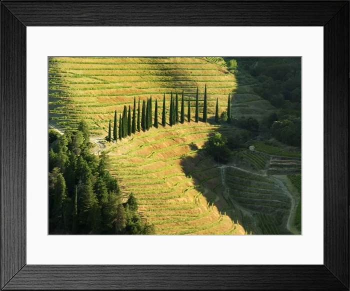Framed Print : Portugal, Douro, Terraced vineyards and trees Framed Print : Portugal, Douro, Terraced vineyards and trees
