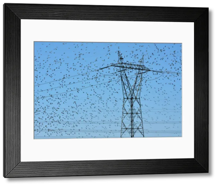 Framed Print : Flocks of thousands of Black-tailed Godwits (Limosa limosa) near the Tagus River Nature Framed Print : Flocks of thousands of Black-tailed Godwits (Limosa limosa) near the Tagus River Nature