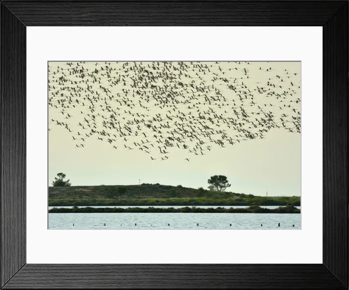Framed Print : Flamingos (Phoenicopterus roseus) flying over the Sado Estuary Nature Reserve. Portugal Framed Print : Flamingos (Phoenicopterus roseus) flying over the Sado Estuary Nature Reserve. Portugal