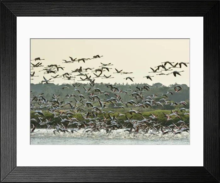 Framed Print : Flamingos (Phoenicopterus roseus) in the marshes of the Sado Estuary Nature Reserve Framed Print : Flamingos (Phoenicopterus roseus) in the marshes of the Sado Estuary Nature Reserve