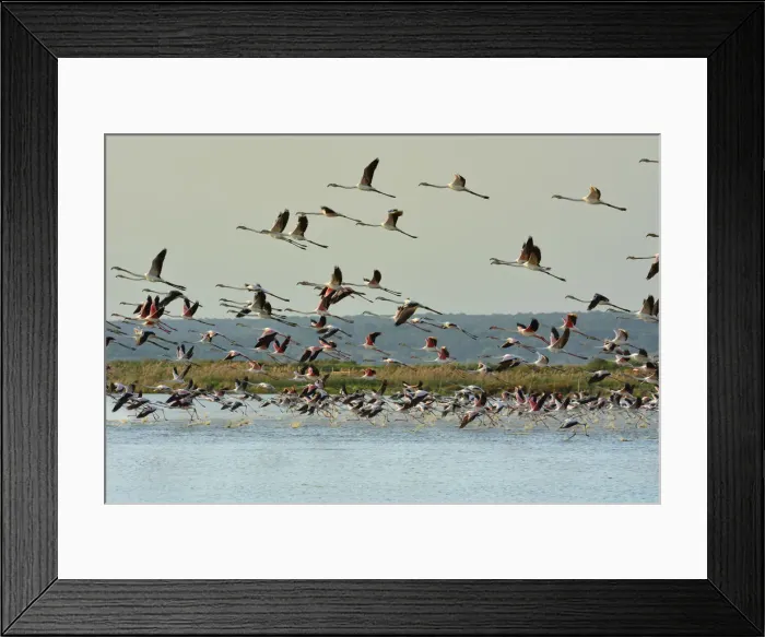 Framed Print : Flamingos (Phoenicopterus roseus) flying over the Sado Estuary Nature Reserve. Portugal Framed Print : Flamingos (Phoenicopterus roseus) flying over the Sado Estuary Nature Reserve. Portugal
