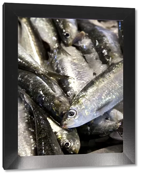 Sardines, fish market, Algarve, Portugal