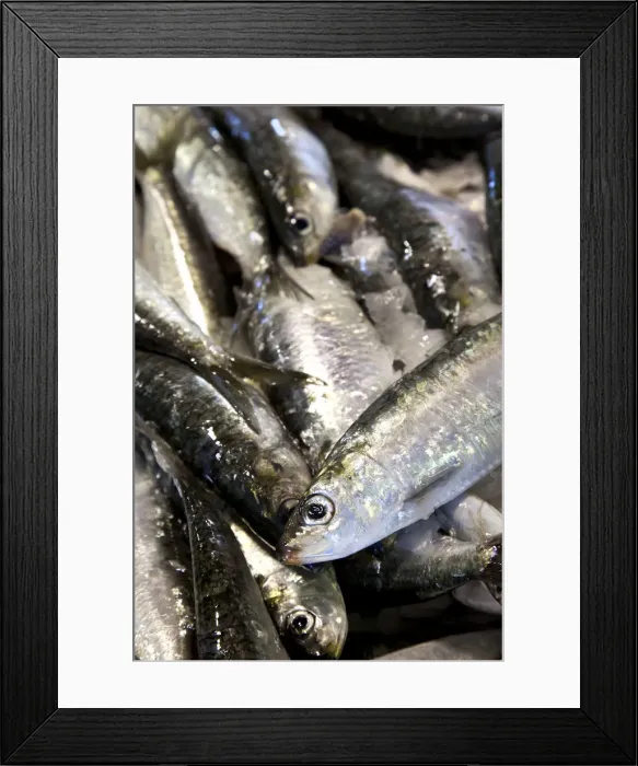 Framed Print : Sardines, fish market, Algarve, Portugal Framed Print : Sardines, fish market, Algarve, Portugal