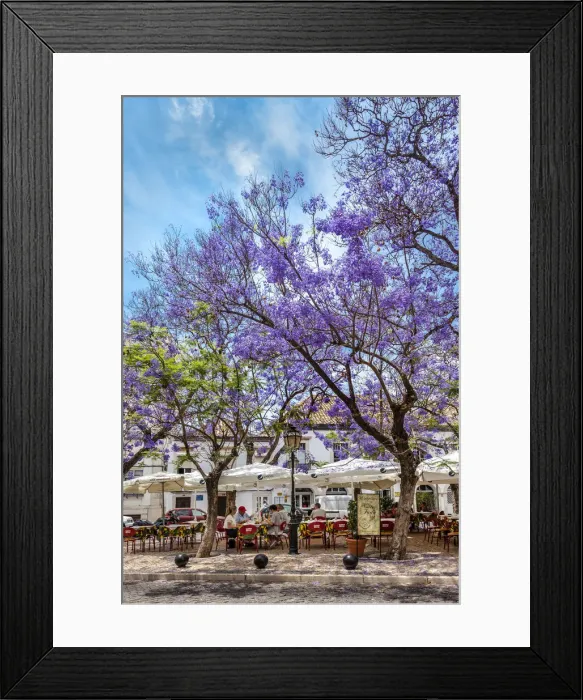 Framed Print : Jacaranda trees, Praca Ferreira de Almeida, Faro, Algarve, Portugal Framed Print : Jacaranda trees, Praca Ferreira de Almeida, Faro, Algarve, Portugal
