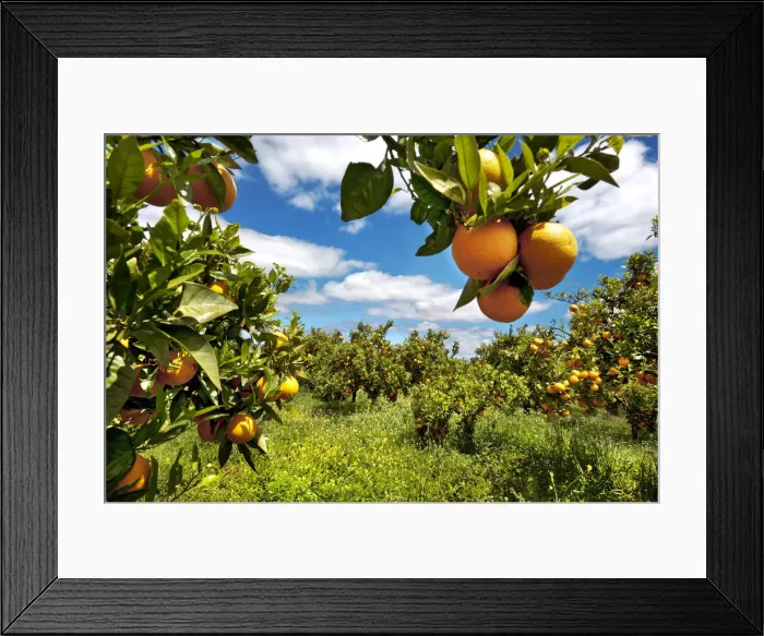 Framed Print : Orange plantation, Guia, Algarve, Portugal Framed Print : Orange plantation, Guia, Algarve, Portugal