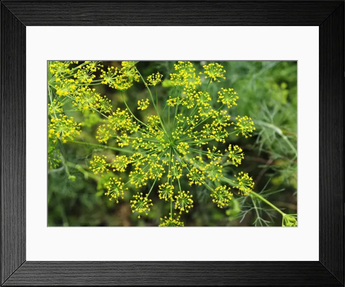 Framed Print : Fennel, a pot-herb. Ribatejo Framed Print : Fennel, a pot-herb. Ribatejo