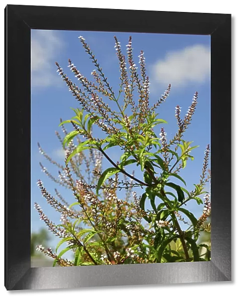 Aloysia triphylla, an aromatic herb. Ribatejo