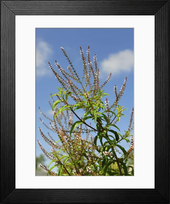 Framed Print : Aloysia triphylla, an aromatic herb. Ribatejo Framed Print : Aloysia triphylla, an aromatic herb. Ribatejo
