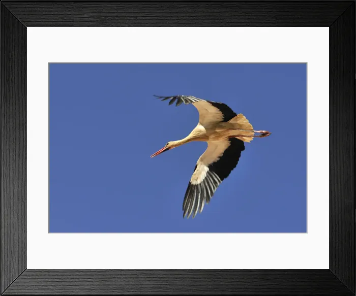 Framed Print : Stork flying. Portugal Framed Print : Stork flying. Portugal