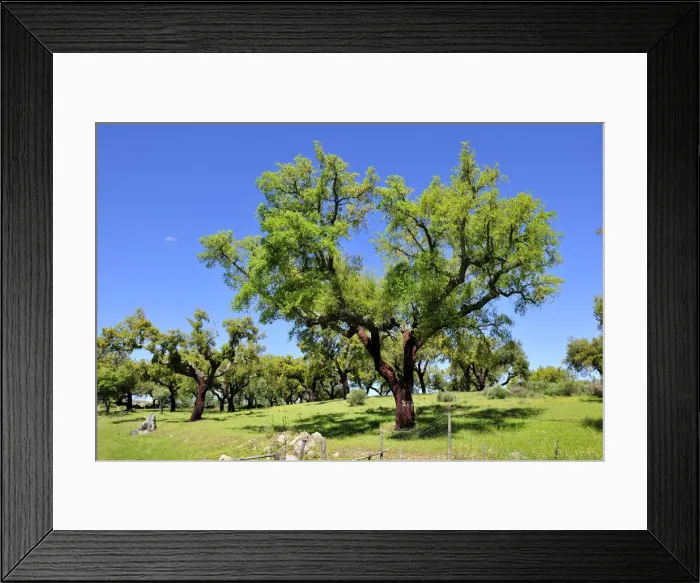 Framed Print : Cork tree in Alentejo. Portugal is the world leader of cork production Framed Print : Cork tree in Alentejo. Portugal is the world leader of cork production