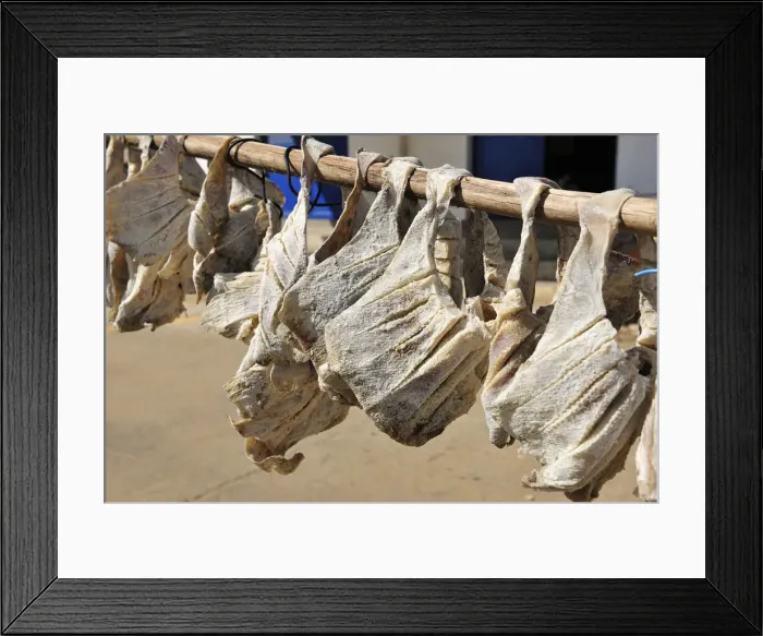 Framed Print : Ray drying under the sun. Ericeira, Portugal Framed Print : Ray drying under the sun. Ericeira, Portugal
