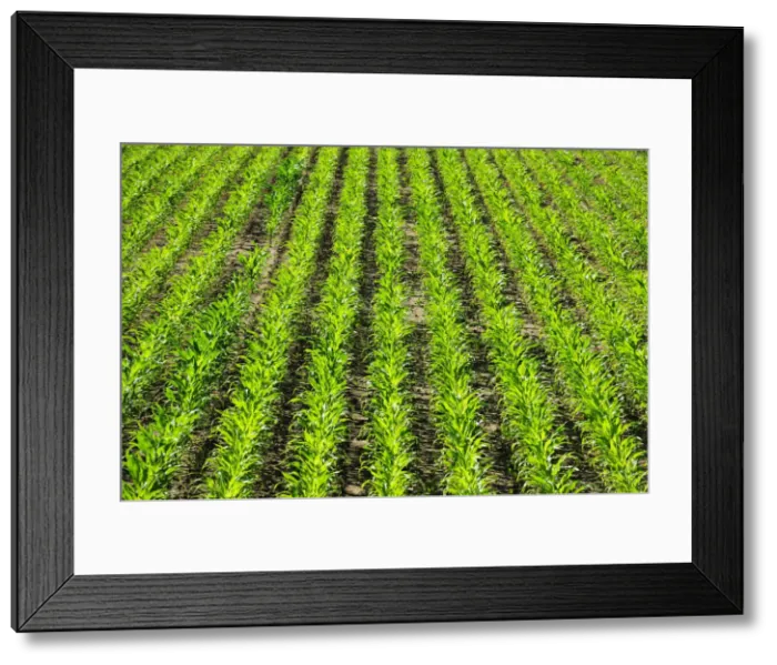 Framed Print : Corn (maize) plantations in Ribatejo, Portugal Framed Print : Corn (maize) plantations in Ribatejo, Portugal