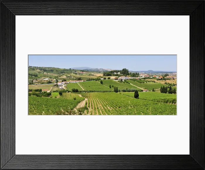 Framed Print : Arruda dos Vinhos vineyards. Lisbon region Framed Print : Arruda dos Vinhos vineyards. Lisbon region