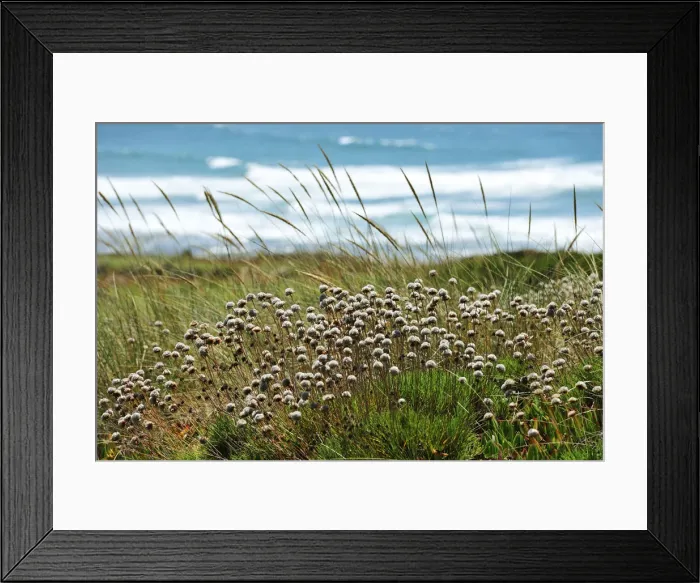 Framed Print : Armeria pungens in the Sudoeste Alentejano and Costa Vicentina Nature Park. Algarve Framed Print : Armeria pungens in the Sudoeste Alentejano and Costa Vicentina Nature Park. Algarve