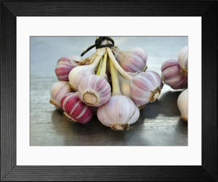 Framed Print : Garlic Framed Print : Garlic