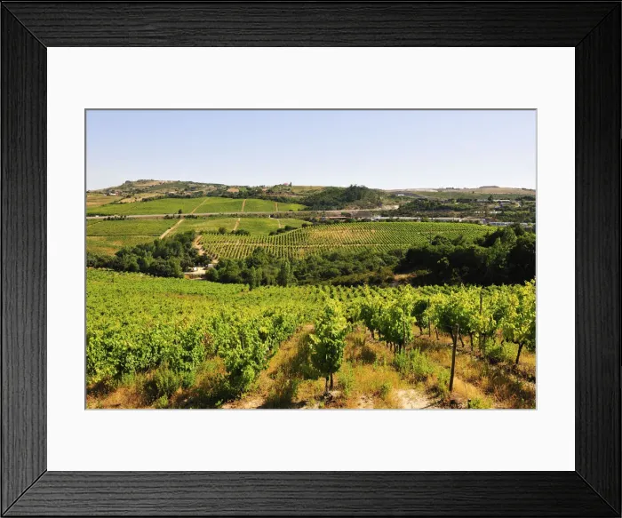 Framed Print : Bucelas vineyards in the Lisbon region Framed Print : Bucelas vineyards in the Lisbon region