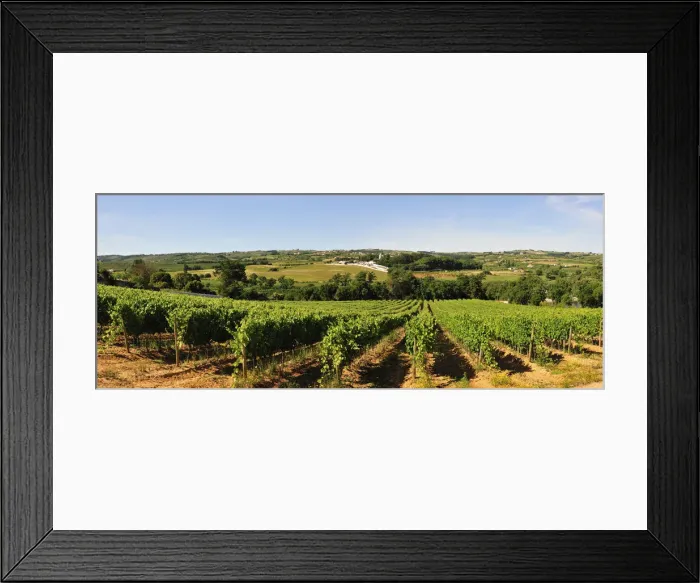 Framed Print : Vineyards in Bombarral. Portugal Framed Print : Vineyards in Bombarral. Portugal