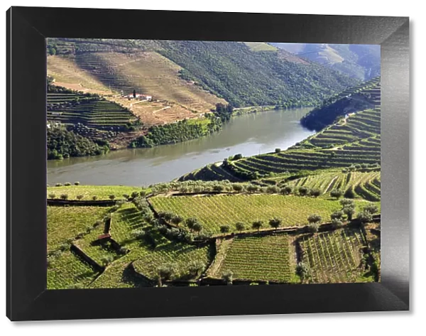 Terraced vineyards in Chanceleiros, Douro region, a Unesco World heritage site. Portugal