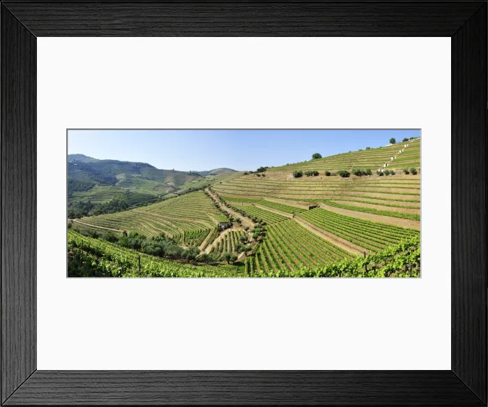 Framed Print : Terraced vineyards in Quinta do Noval, Douro region, a Unesco World heritage site Framed Print : Terraced vineyards in Quinta do Noval, Douro region, a Unesco World heritage site