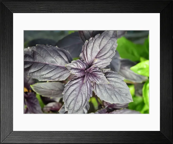 Framed Print : Ocimum pupuraceus, a sweet herb. Ribatejo Framed Print : Ocimum pupuraceus, a sweet herb. Ribatejo