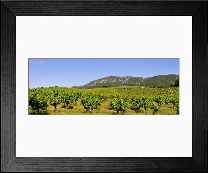 Framed Print : Vineyards in the Arrabida Natural Park. Setubal, Portugal Framed Print : Vineyards in the Arrabida Natural Park. Setubal, Portugal