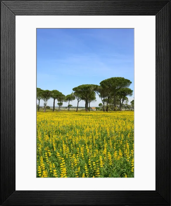 Framed Print : Stone pines, Comporta. Alentejo, Portugal Framed Print : Stone pines, Comporta. Alentejo, Portugal