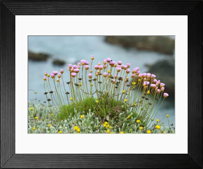 Framed Print : Armeria pungens blossom. Parque Natural do Sudoeste Alentejano e Costa Vicentina Framed Print : Armeria pungens blossom. Parque Natural do Sudoeste Alentejano e Costa Vicentina
